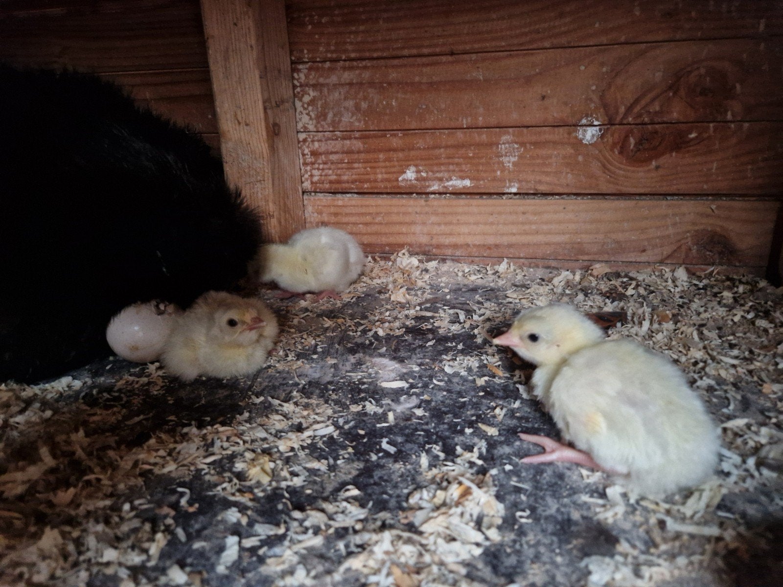 Jonge Ardenner kalkoen (rood), Dieren en Toebehoren, Geslacht onbekend, Kalkoen