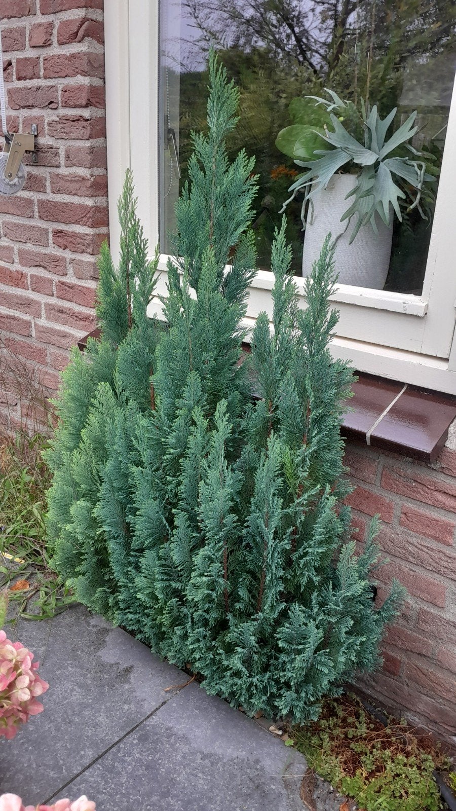 Blauwe conifeer, Tuin en Terras, Volle zon, Vaste plant, Bloeit niet, Ophalen