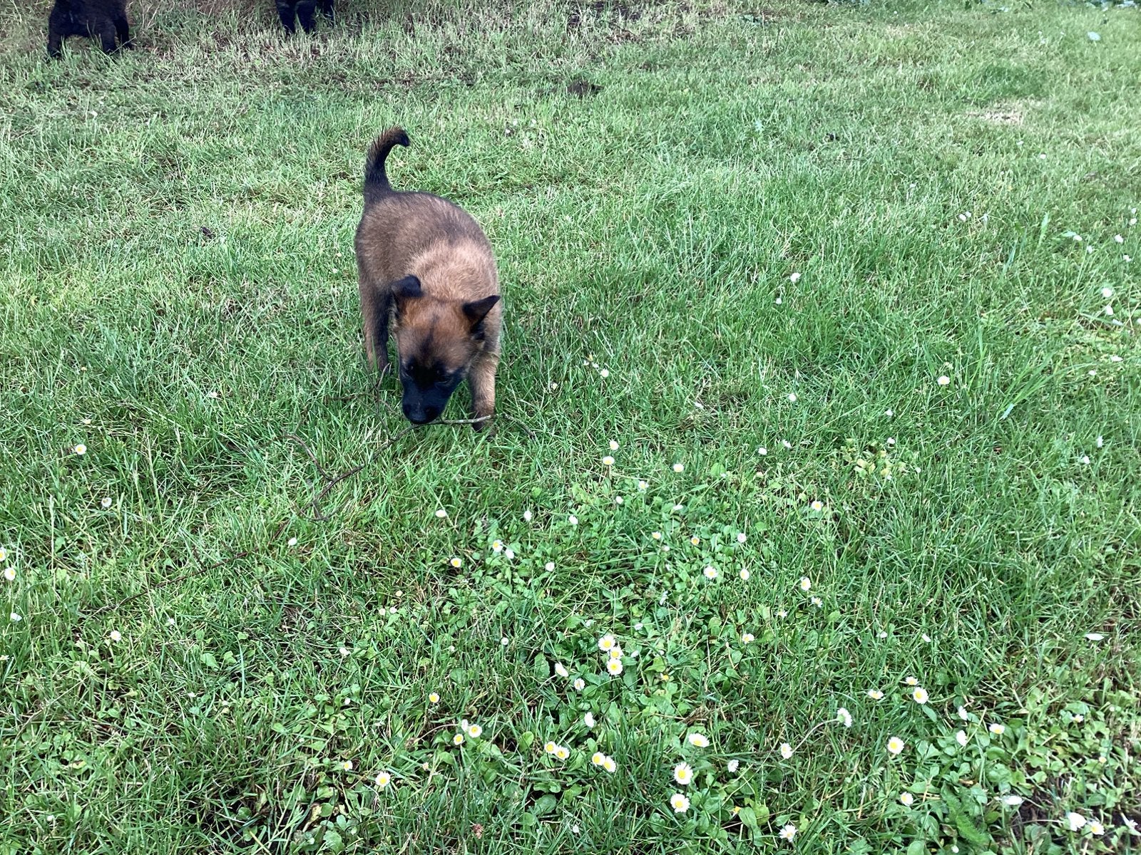 Mechelse herder pup, Reu, 8 tot 15 weken, Parvo, Meerdere
