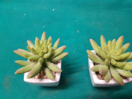 -	vetplantjes kunst in aardewerk potje, Ophalen of Verzenden, 'T Olde Gre-j, Info@toldegrej.nl, Endepoelstraat 20f Didam