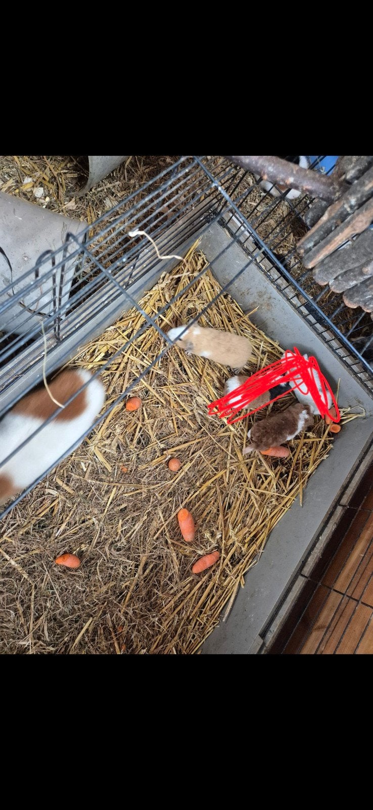jonge us teddy beertjes, Dieren en Toebehoren, September, Mannelijk, Cavia