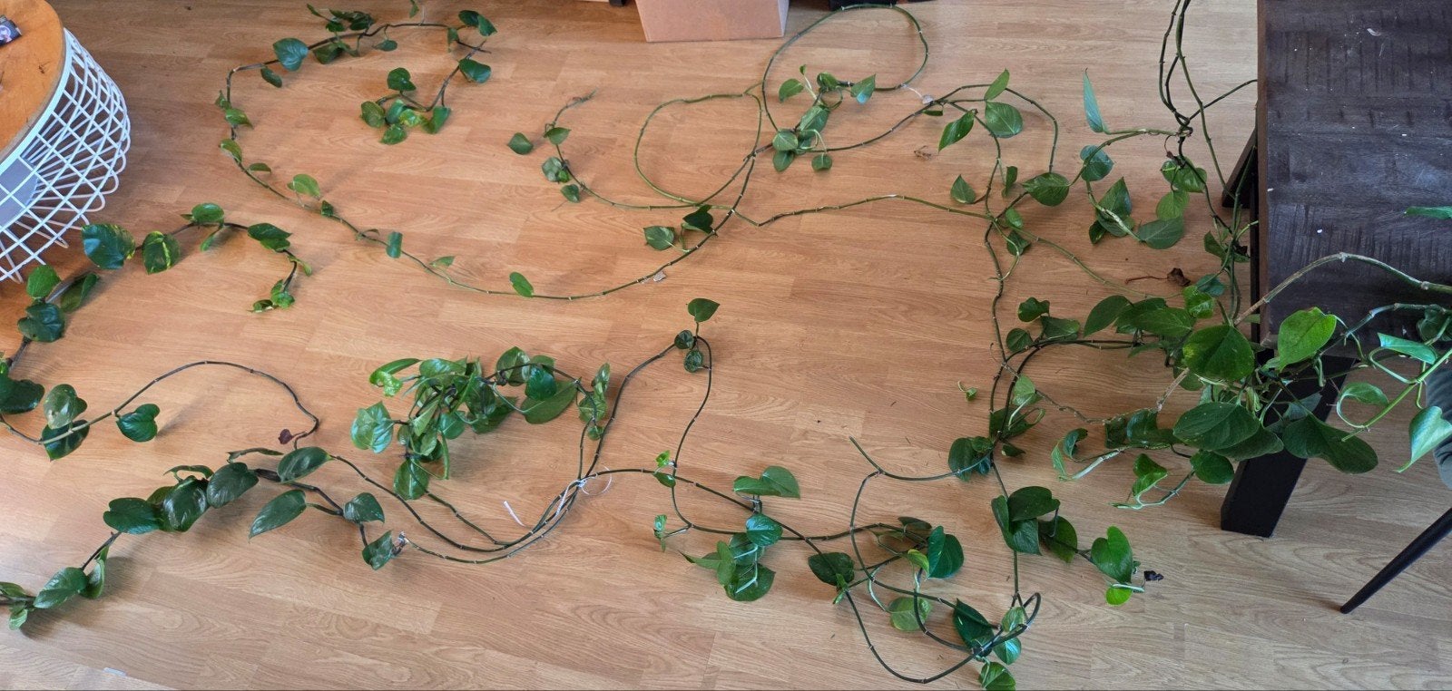 Grote Philodendron Brasil – 4 lange ranken, Huis en Inrichting, Ophalen, Halfschaduw, 200 cm of meer
