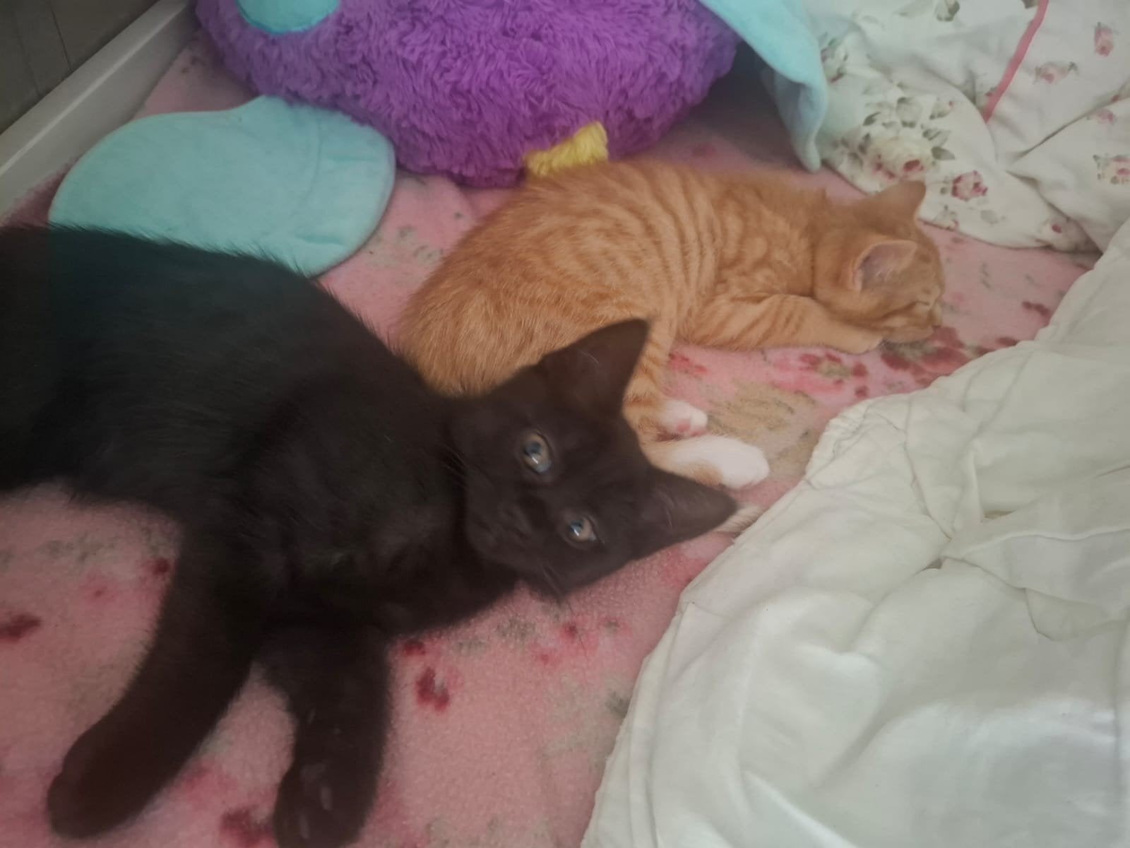 kittens, Dieren en Toebehoren, Poes