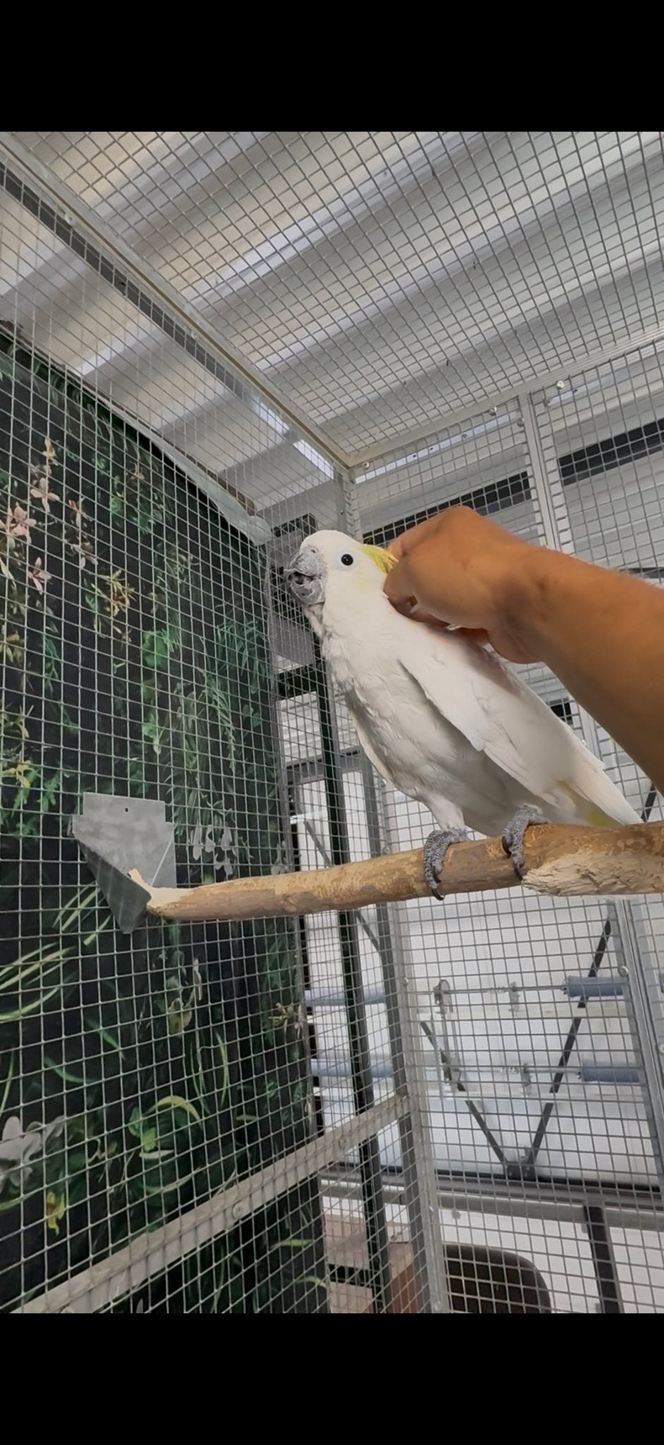 Tamme middel geelkuif kaketoe pop, Dieren en Toebehoren, Vogels | Parkieten en Papegaaien, Vrouwelijk, Papegaai, Tam
