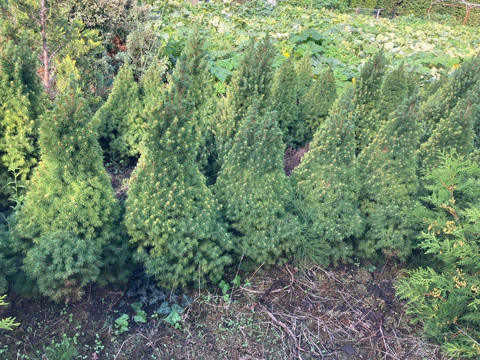 Picea (Spar) van ca. 80 cm hoog, Volle zon, Vaste plant, Bloeit niet, Ophalen