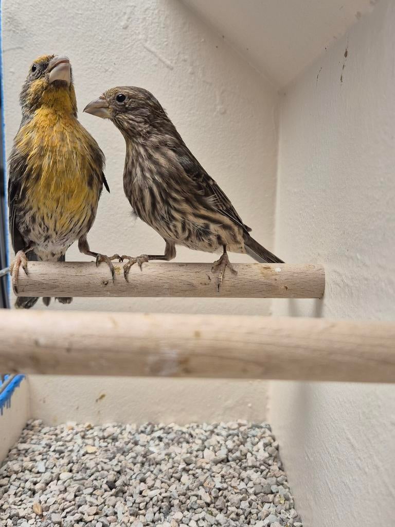 Koppel Mexicaanse Roodmussen, Dieren en Toebehoren, Meerdere dieren