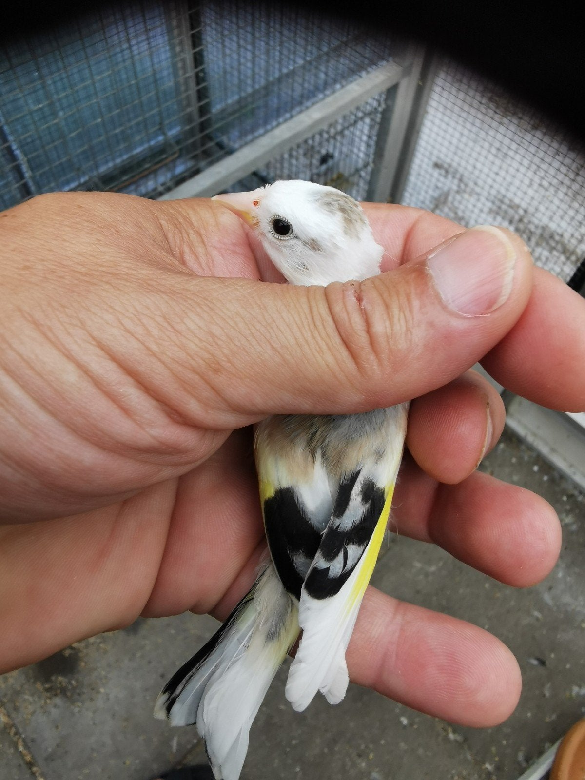 Parva te koop – jong en ouder koppels, Meerdere dieren, Bastaard
