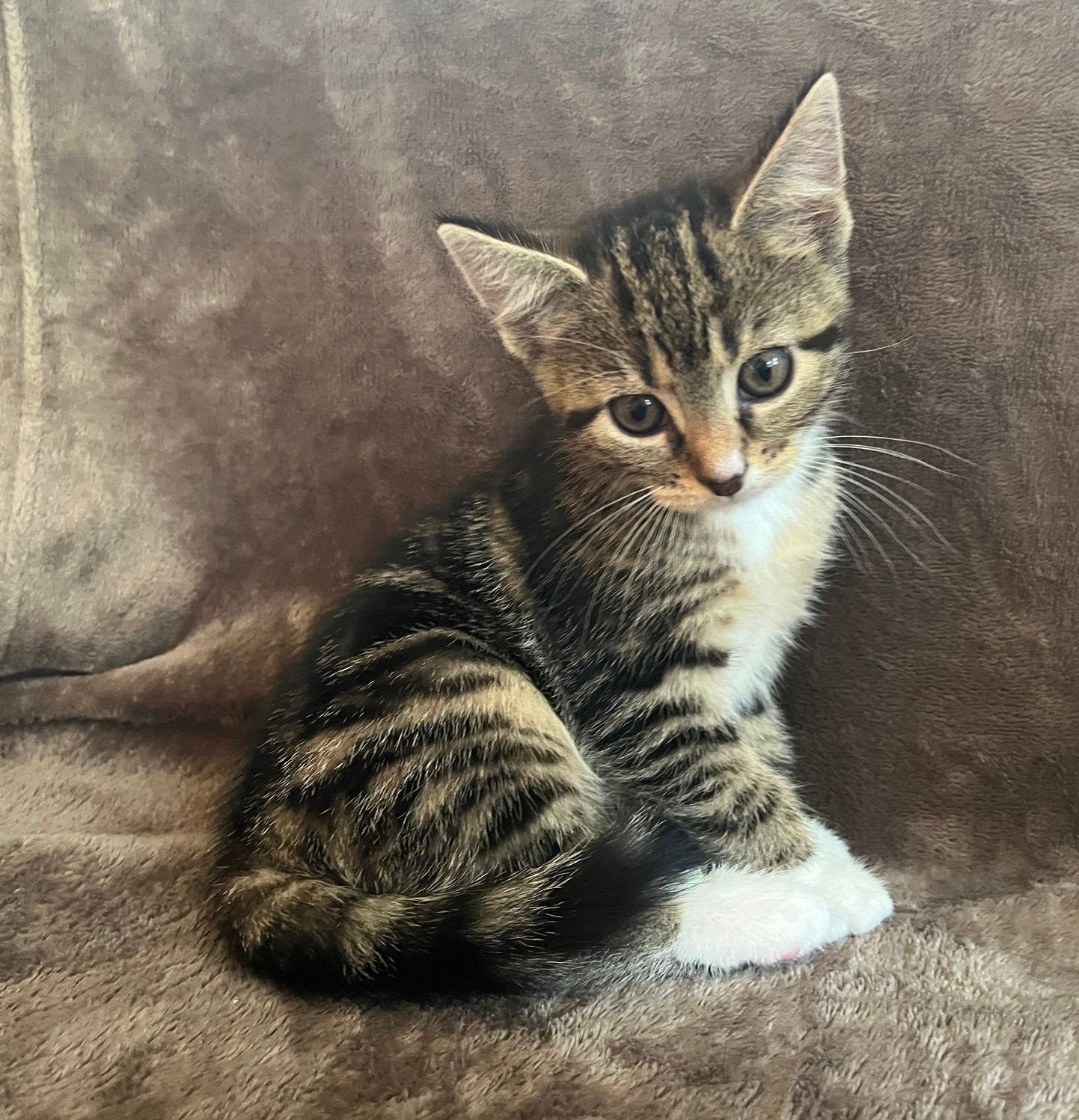 De liefste kittens, katertjes en poesje, 9 weken oud, Meerdere dieren, Kortharig, 0 tot 2 jaar
