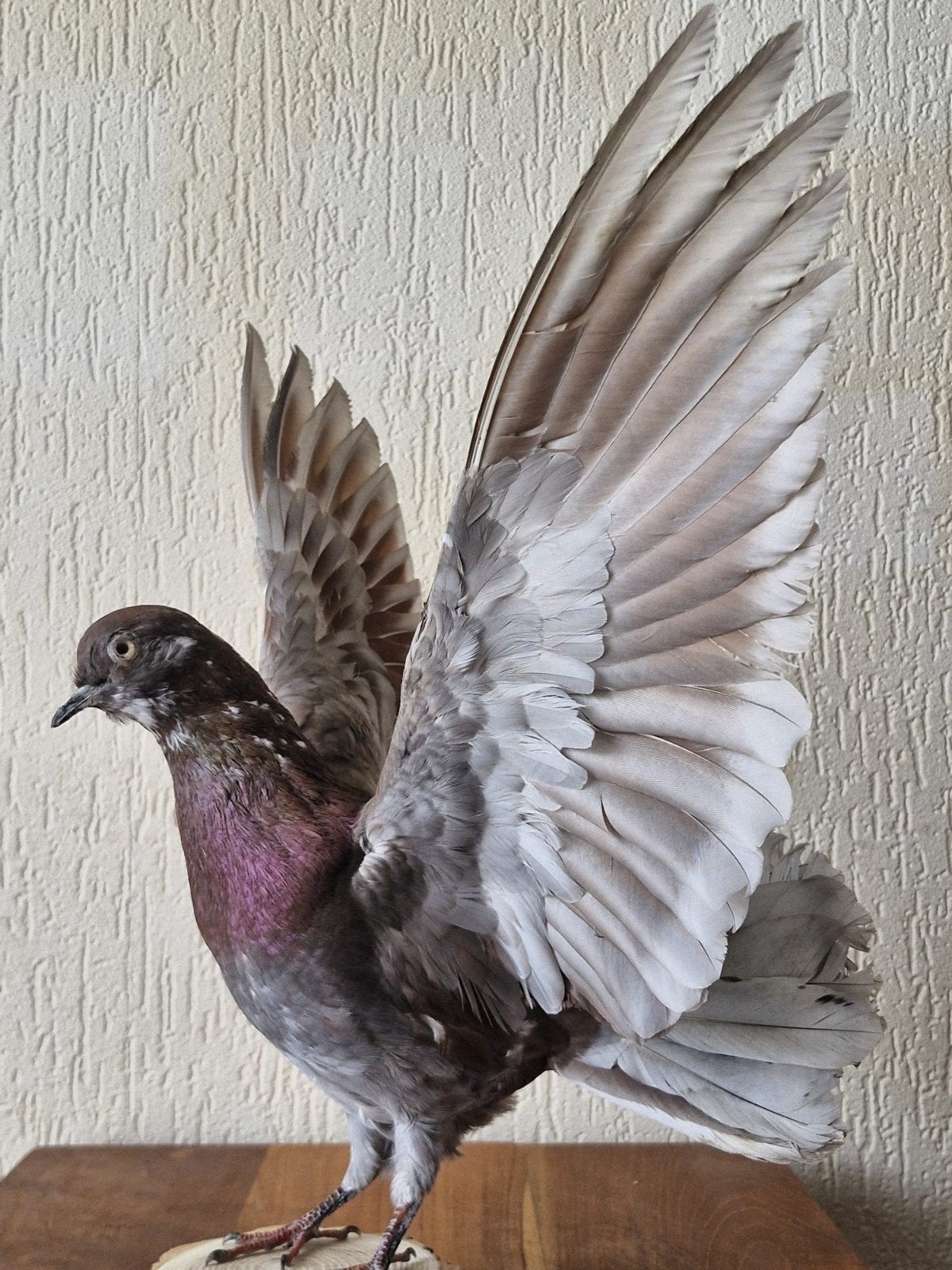 Een prachtige opgezette duif met open vleugels!, Ophalen of Verzenden, Nieuw, Vogel, Opgezet dier