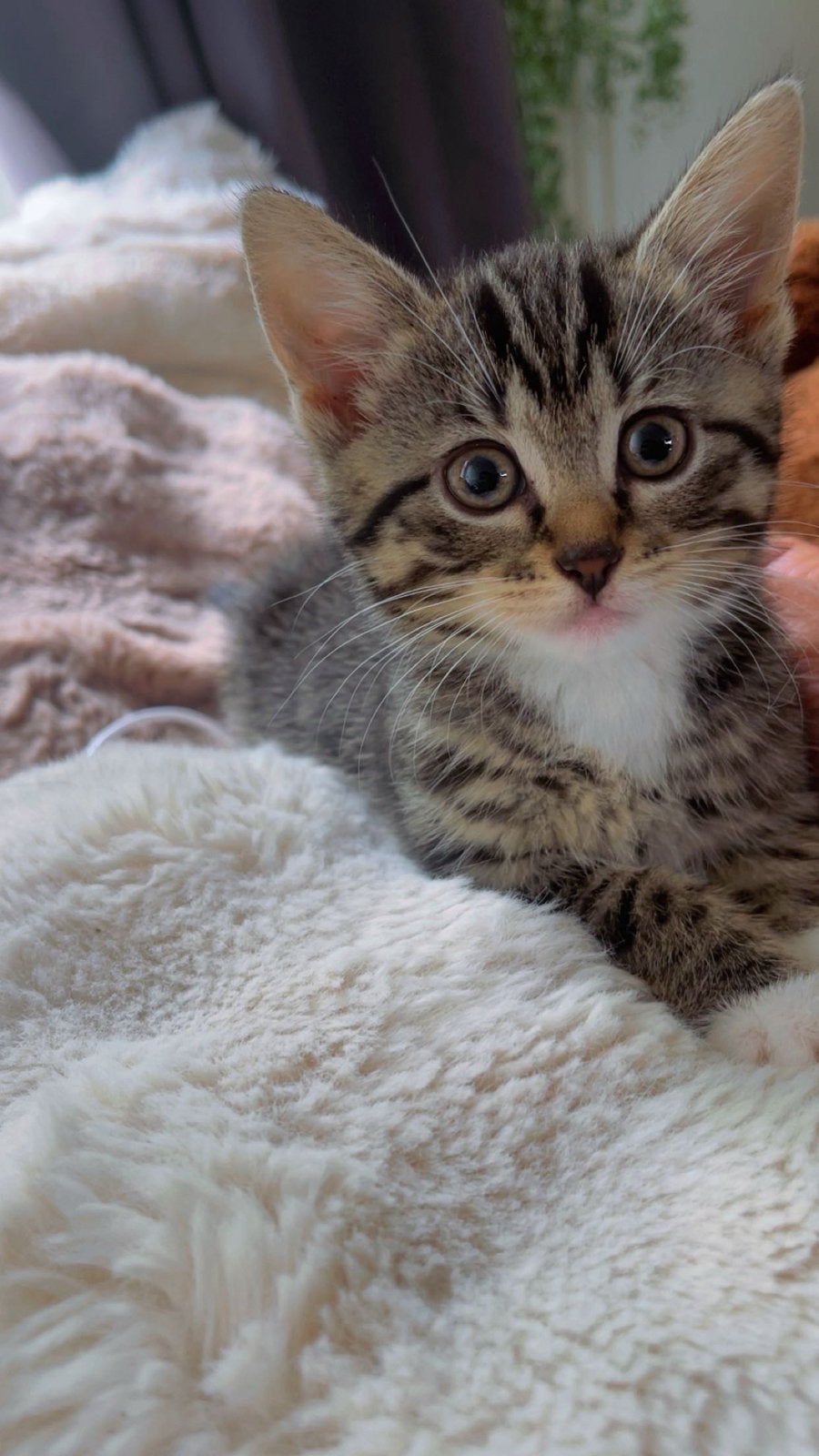 Kitten, Dieren en Toebehoren, Poes
