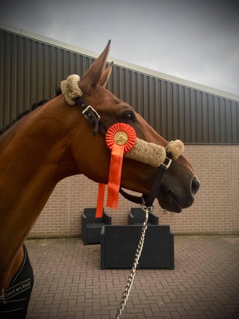 Paardrijles - Instructie - Gediplomeerd - Overijssel, Dieren en Toebehoren