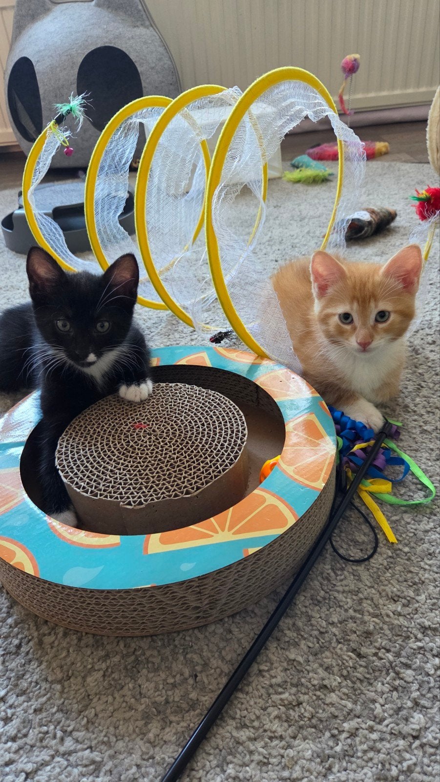 kleine kittens zoeken een nieuw thius, Meerdere dieren, Kortharig, 0 tot 2 jaar