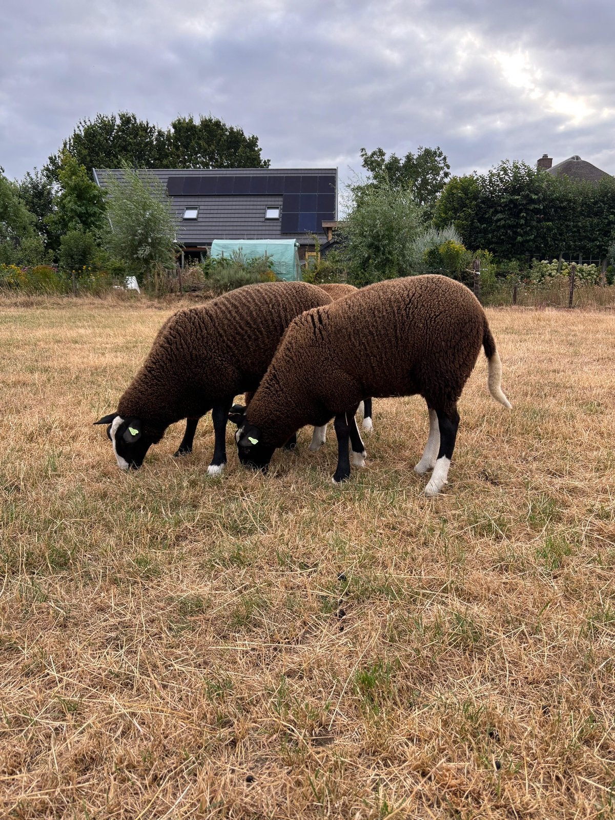 Zwartbles ooilammeren, Dieren en Toebehoren, Schapen, Geiten en Varkens, Vrouwelijk, Schaap, 0 tot 2 jaar