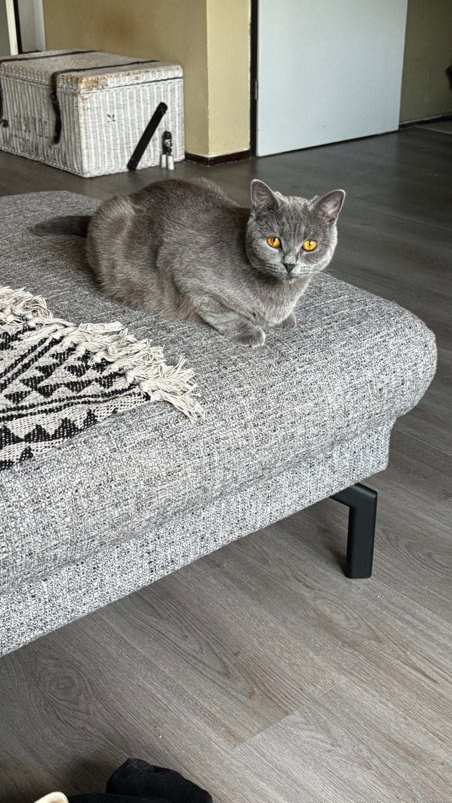 lieve britse korthaar poes, Dieren en Toebehoren, Poes, 0 tot 2 jaar