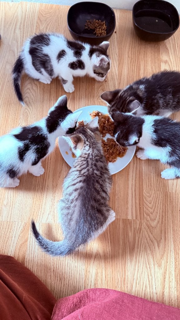 Lieve kittens zoeken een nieuw thuis, Dieren en Toebehoren, Meerdere dieren, Ontwormd, 0 tot 2 jaar