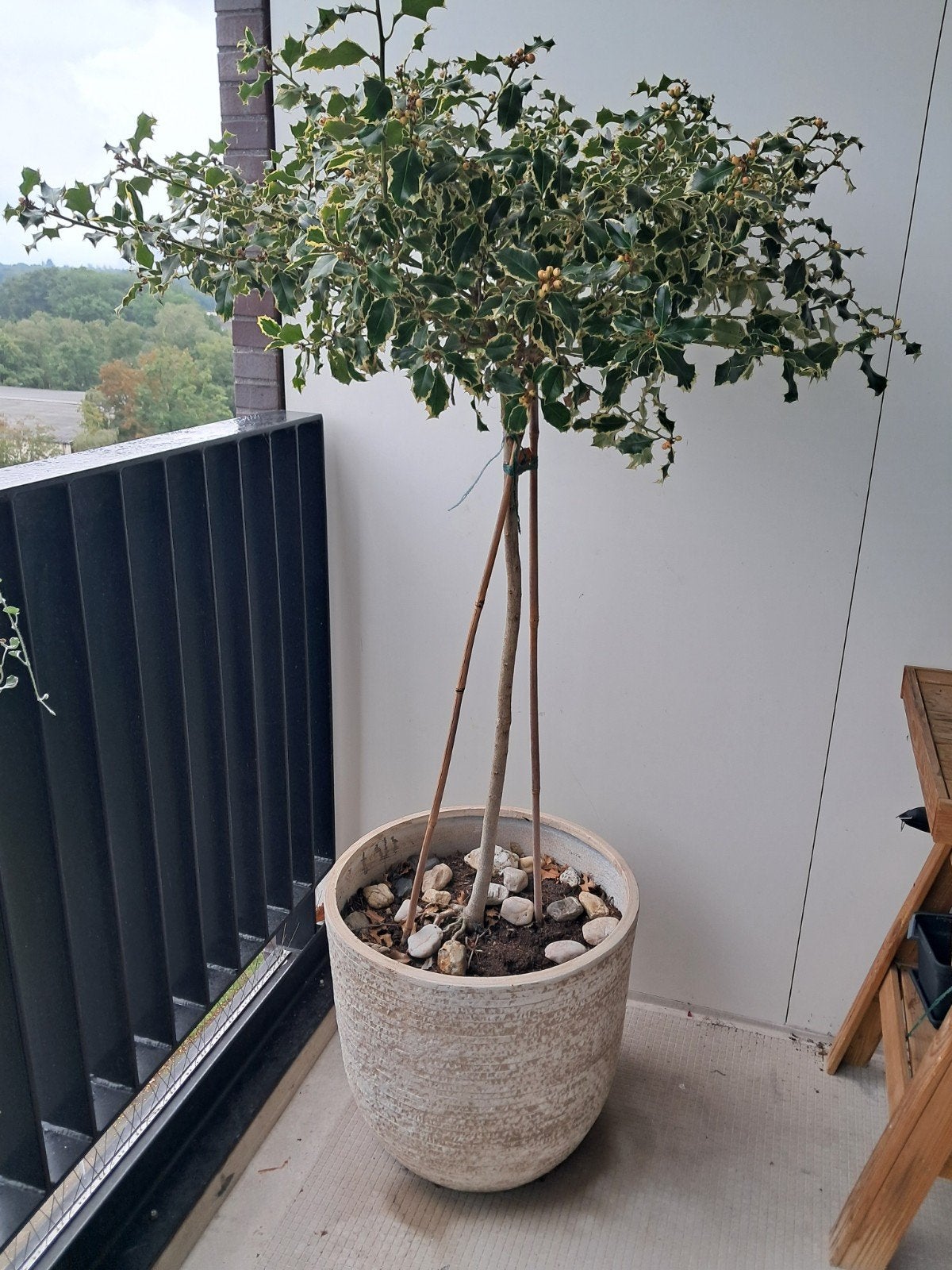 bloempot voor buiten of balkon rond 54 hoogte 50 cm, Tuin en Terras, Overige soorten, 100 tot 250 cm, Zomer, Ophalen