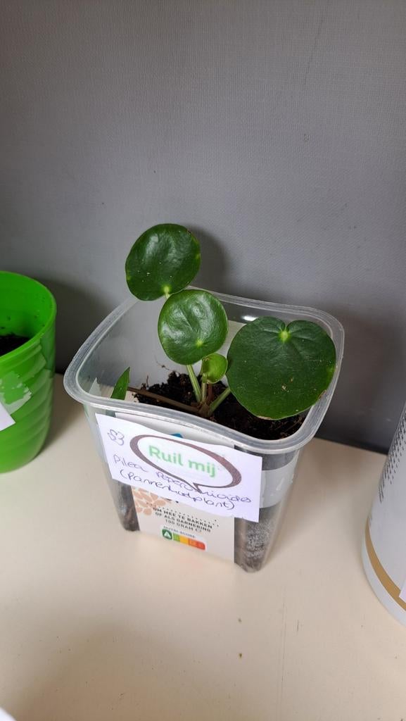Pilea Peperomioides - Pannenkoekplantje, Huis en Inrichting, Kamerplanten, Ophalen, Halfschaduw, Minder dan 100 cm