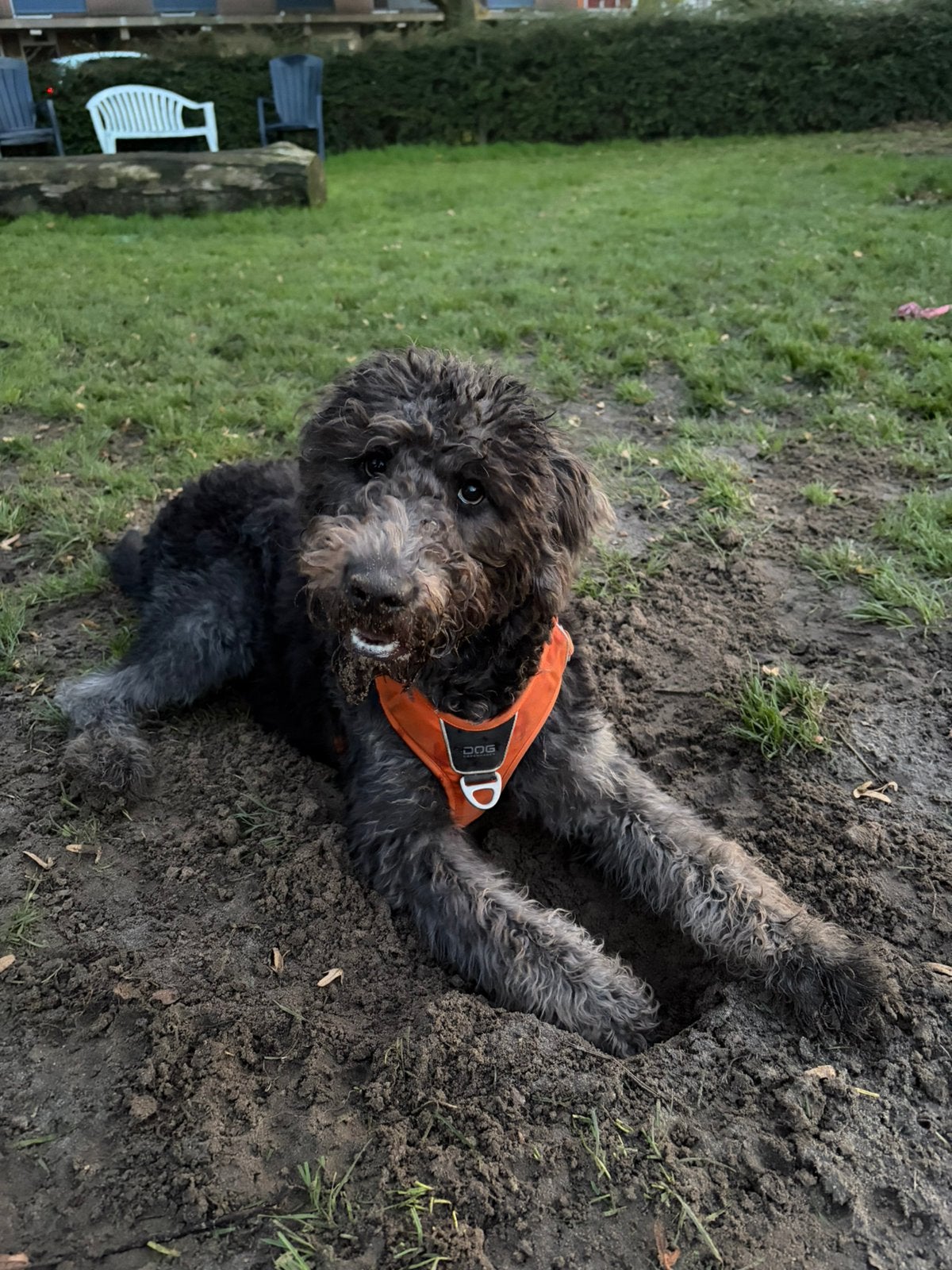 Lieve labradoodle, 15 weken tot 1 jaar, Teef, Groot, Eén hond