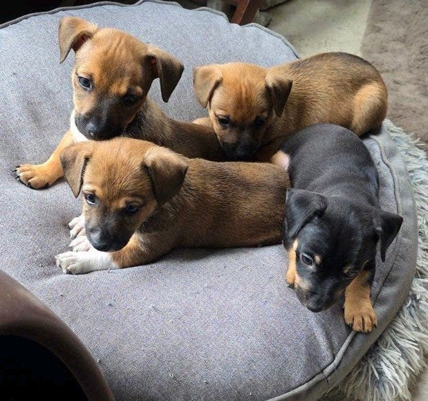 Jack russel pups, Parvo, Jack Russell Terriër, 8 tot 15 weken, Meerdere