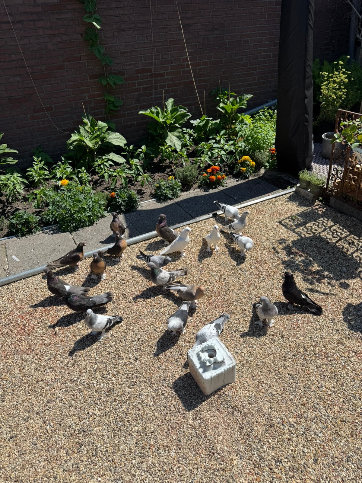 Takla mooi duiven, Dieren en Toebehoren, Meerdere dieren, Postduif