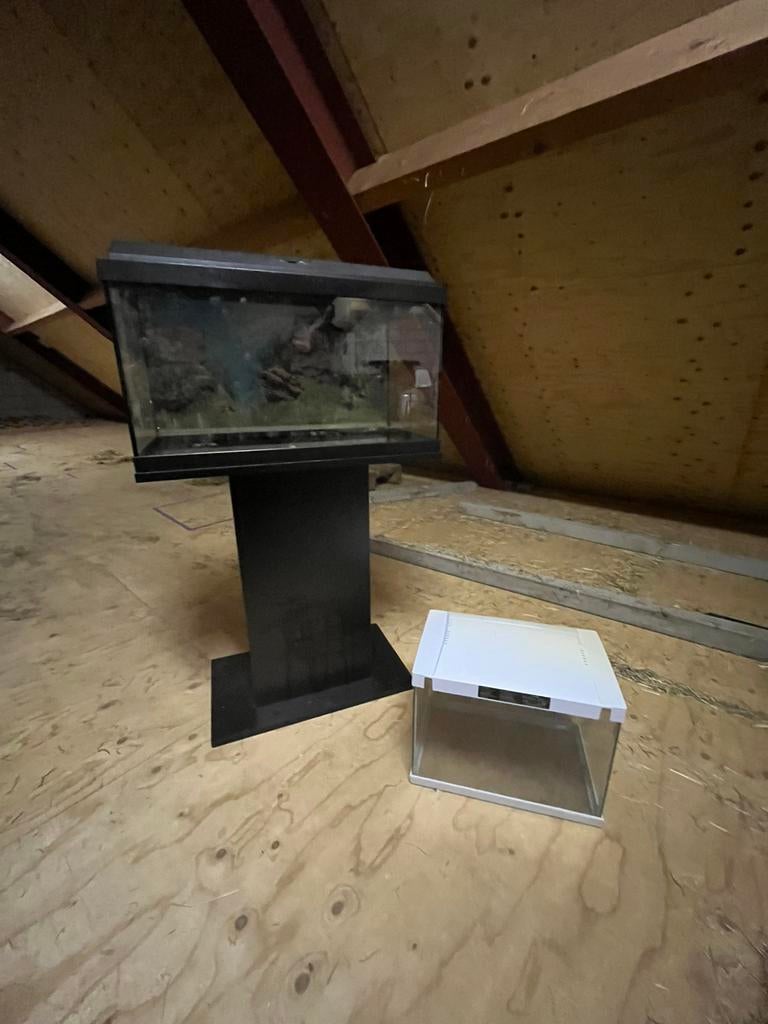 Aquarium, Dieren en Toebehoren, Vissen | Aquariumvissen, Vis