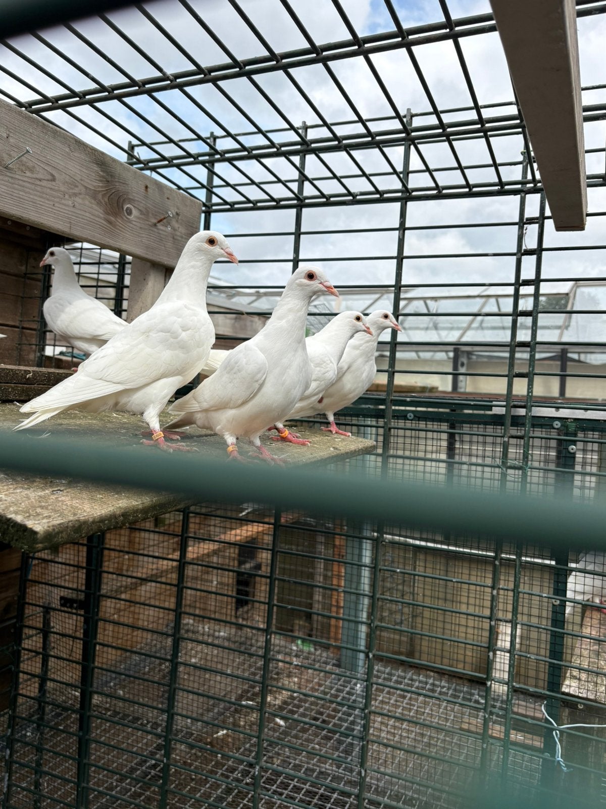 Witte postduiven, Meerdere dieren, Postduif