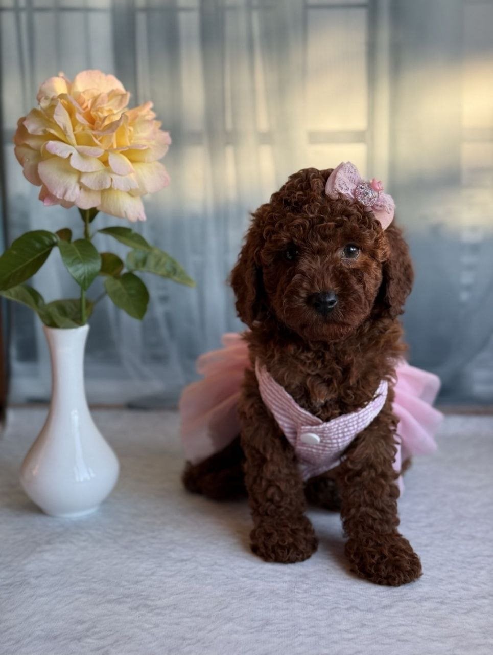 Chocolade Toy Poedel Prinses Te Koop!, Dieren en Toebehoren, Poedel, Particulier, 8 tot 15 weken, Buitenland
