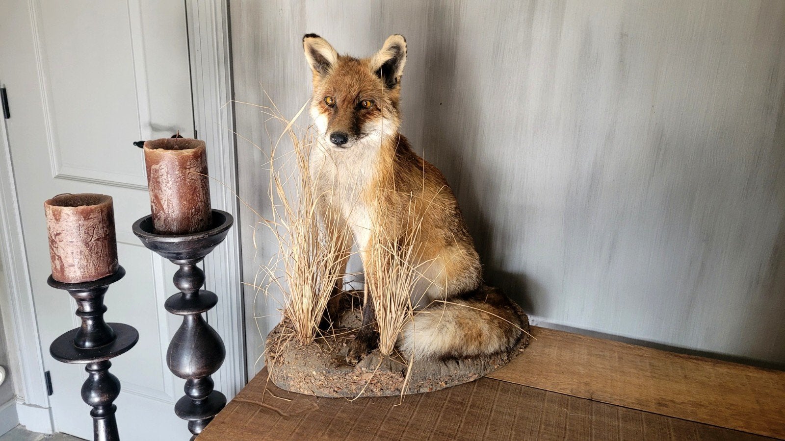 Nieuwe Opgezette hele Vos. Taxidermie. Wild dier. Vossen, Ophalen, Nieuw, Wild dier, Opgezet dier