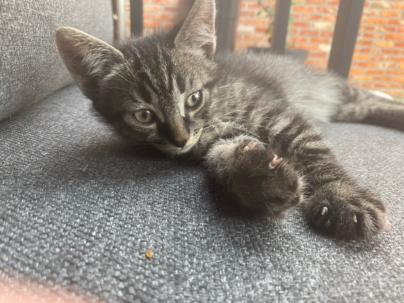 Kitten 11 weken oud, Dieren en Toebehoren, Katten en Kittens | Overige Katten, Poes