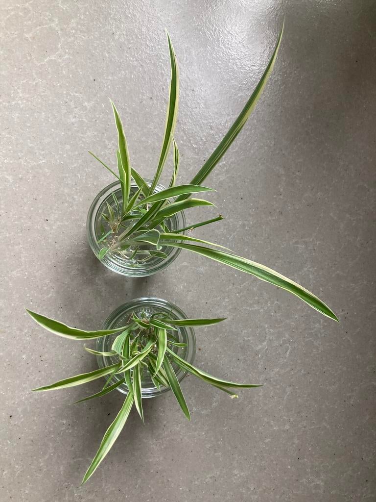 Graslelie of spinnenplant stekjes te koop, Ophalen of Verzenden, Halfschaduw, Minder dan 100 cm