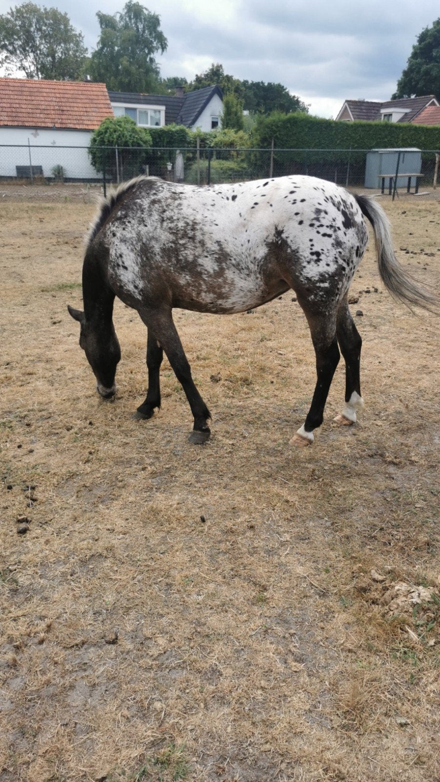 Kwaliteit 's,  appaloosa merrie, Dieren en Toebehoren, Paarden en Pony's | Dekhengsten en Fokmerries, Merrie