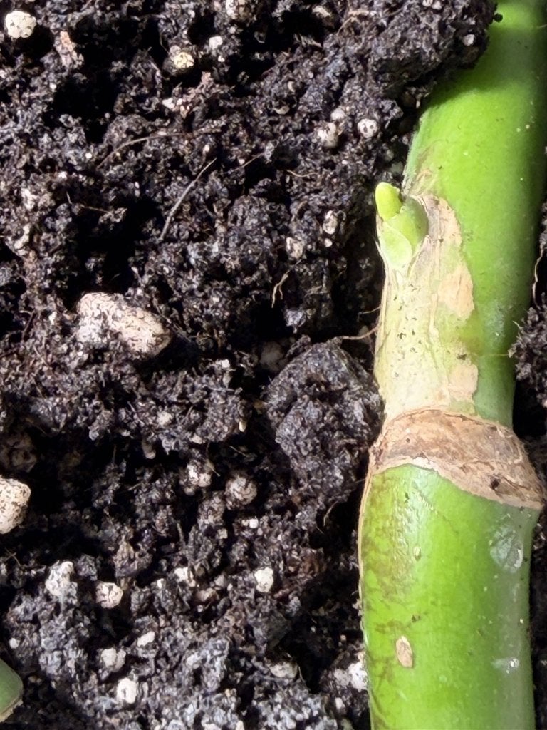 3 Monstera stekken - wortelend in aarde met nieuwe scheuten, Ophalen, Overige soorten, Halfschaduw, In pot