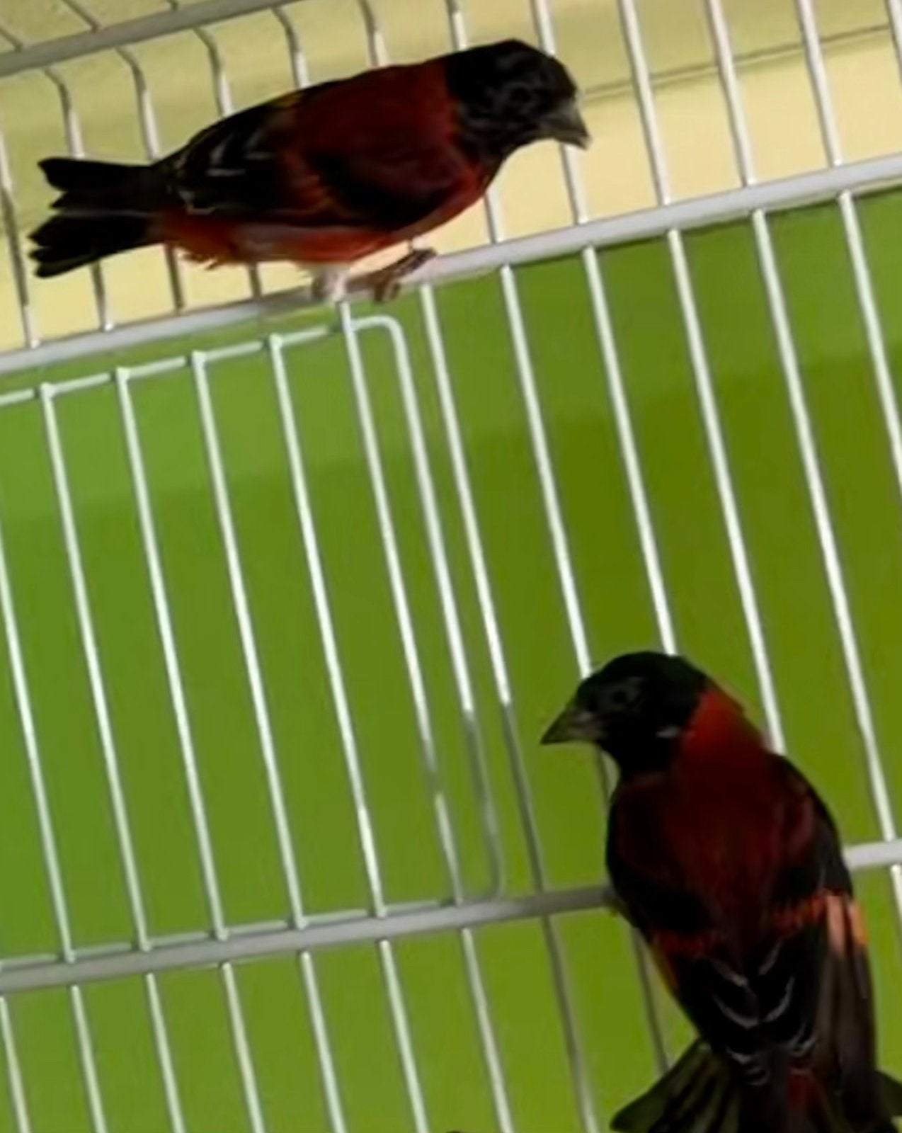 kapoetsensijs Spinus cucullatus, Meerdere dieren, Wildzangvogel, Geringd