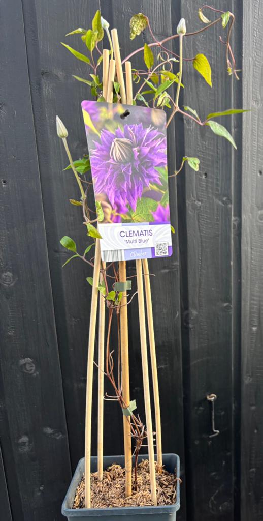 Clematis, Tuin en Terras, Planten | Tuinplanten, Ophalen, Vaste plant, Klimplanten, Halfschaduw