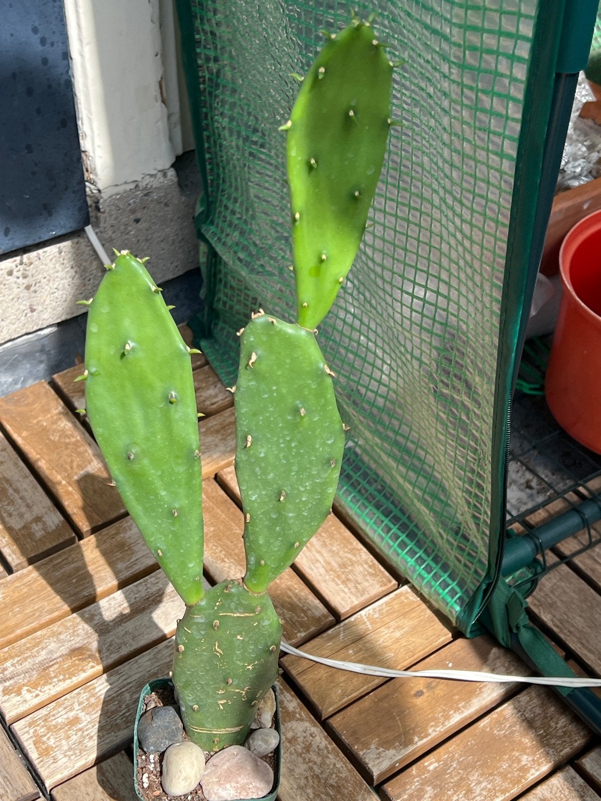 Opuntia cactus - Prickly Pear cactus, Tuin en Terras, Overige soorten, Volle zon, Vaste plant, Ophalen of Verzenden