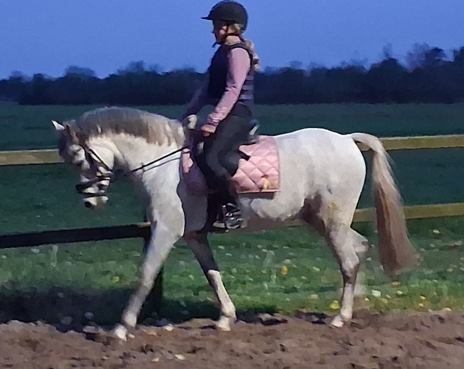 talentvolle 6 Jarige  C- Pony, ruin, Ruin, 3 tot 6 jaar, C pony (1.27m tot 1.37m), Met stamboom