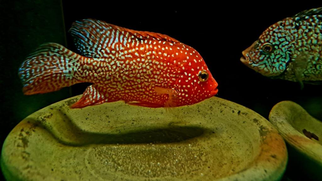Super red texas cichlid, Dieren en Toebehoren, Vissen | Aquariumvissen, Vis