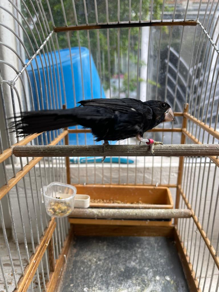 TWATWA REPMAN TE KOOP!!, Dieren en Toebehoren, Vogels | Overige Vogels, Mannelijk, Geringd