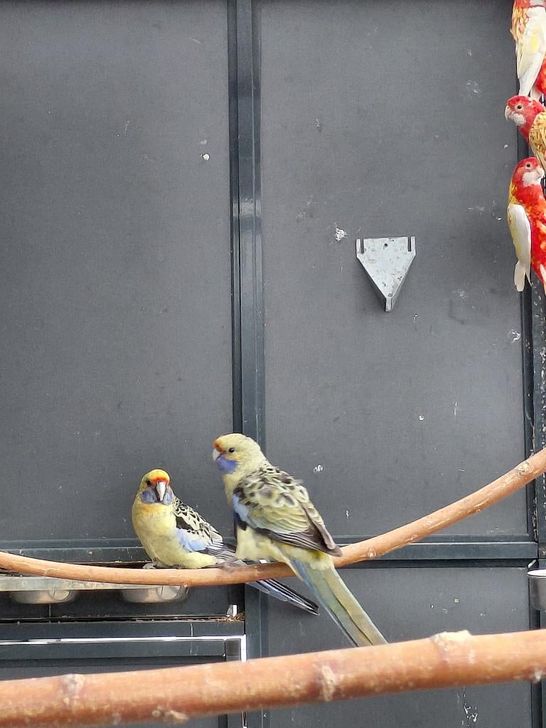 Strogele Rosella l Jonge pop, Vrouwelijk, Parkiet, Geringd