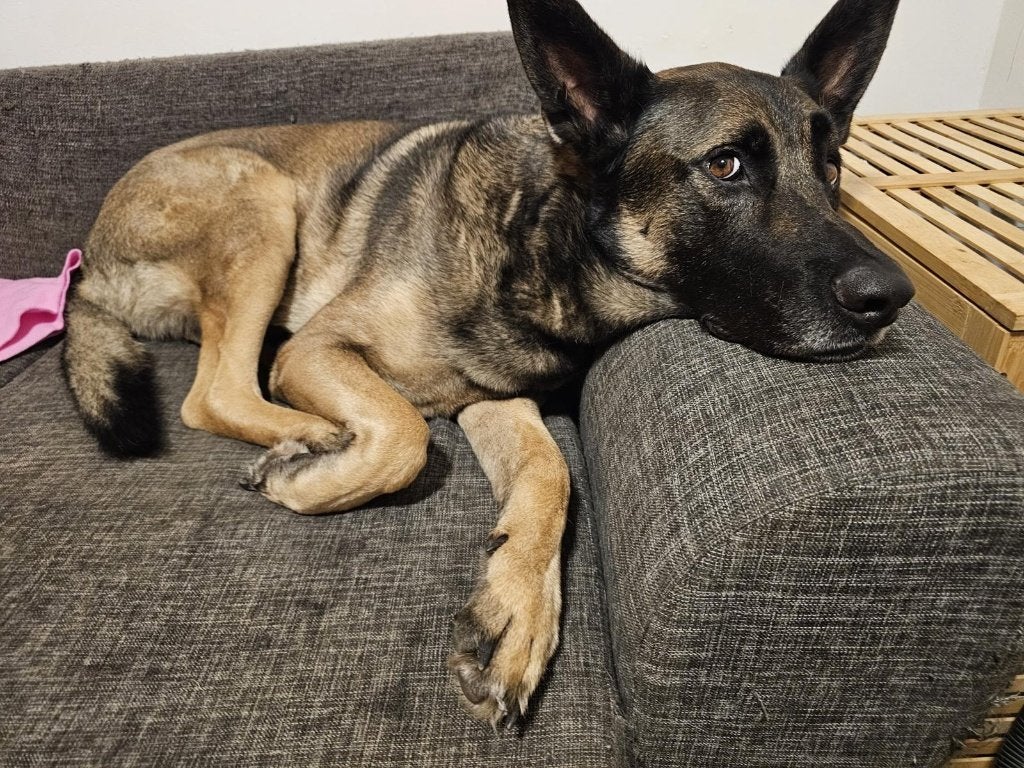 Mechelse herder x Duitse herder, 6 jaar of ouder, Reu, Eén hond, Herder