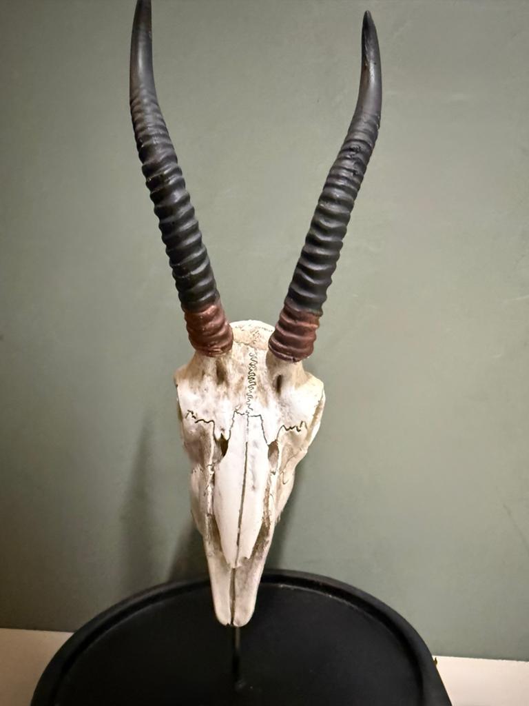 Herten schedel in stolp - Nieuw en hip kunststuk, Ophalen, Kunststof, Zoogdier, 20 - 50 cm