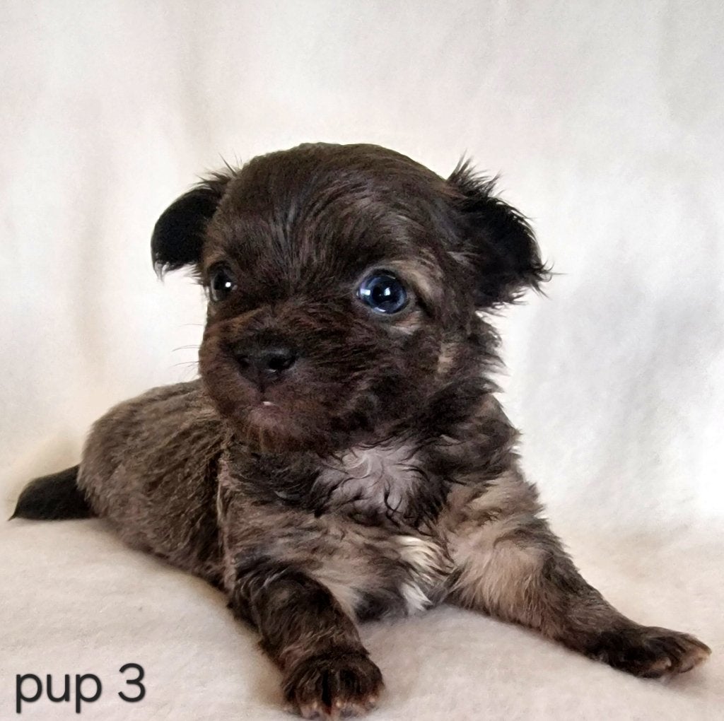 Chihuahua pups, Dieren en Toebehoren, België, Particulier, 8 tot 15 weken, Parvo