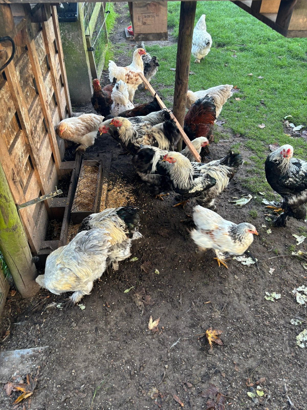 Brahma kippen, Dieren en Toebehoren, Meerdere dieren, Kip