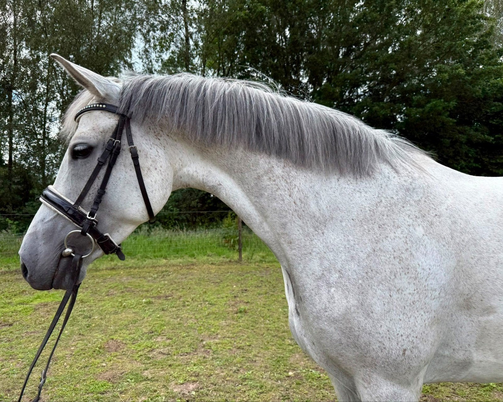 Super knappe lieve New Forest E pony, Dieren en Toebehoren, Pony's, Met stamboom, Dressuurpony, Zadelmak, 3 tot 6 jaar