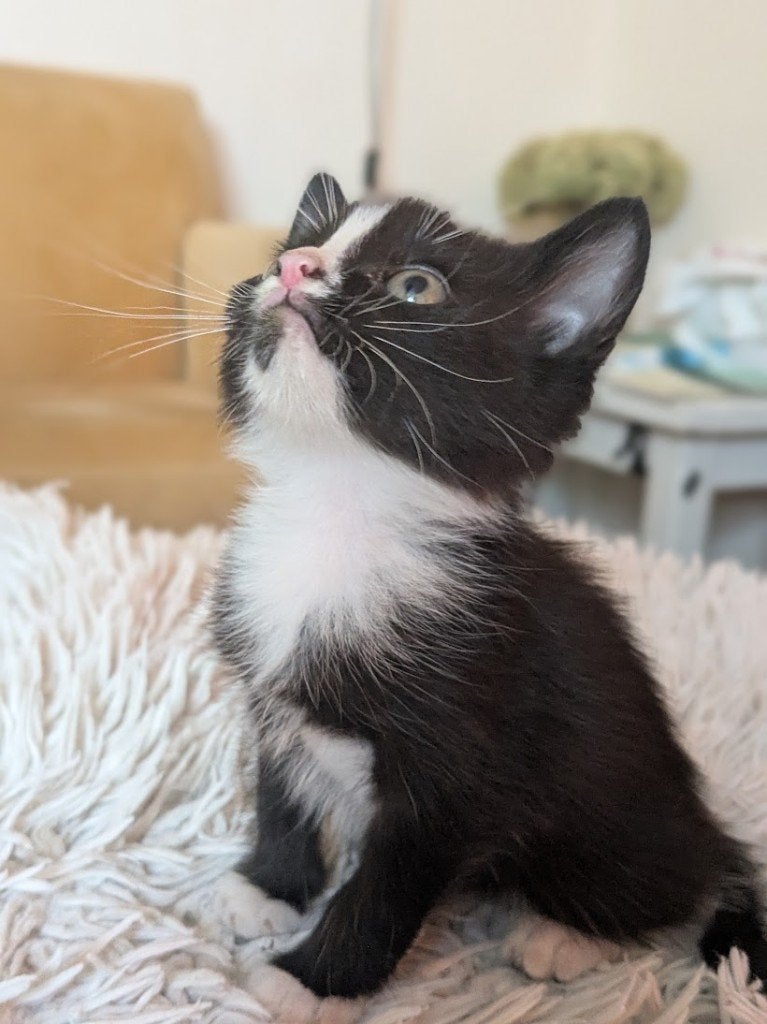 Mooie lieve aanhankelijke kittens, Dieren en Toebehoren, Katten en Kittens | Overige Katten, Meerdere dieren, Kortharig, 0 tot 2 jaar