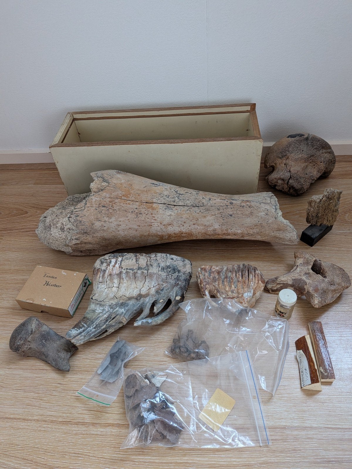 Unieke Partij Prehistorische Fossielen (Mammoet, Holenbeer), Ophalen, Fossiel