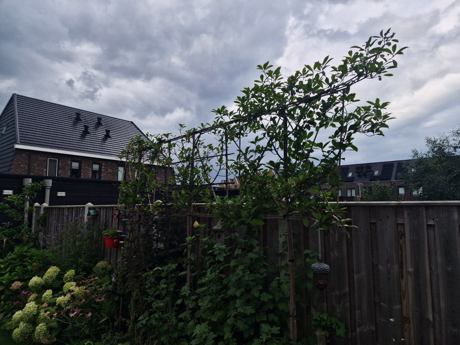 3x Leiboom Photinia 'Red Robin' (Glansmispel), Vaste plant, Halfschaduw, Lente, Ophalen