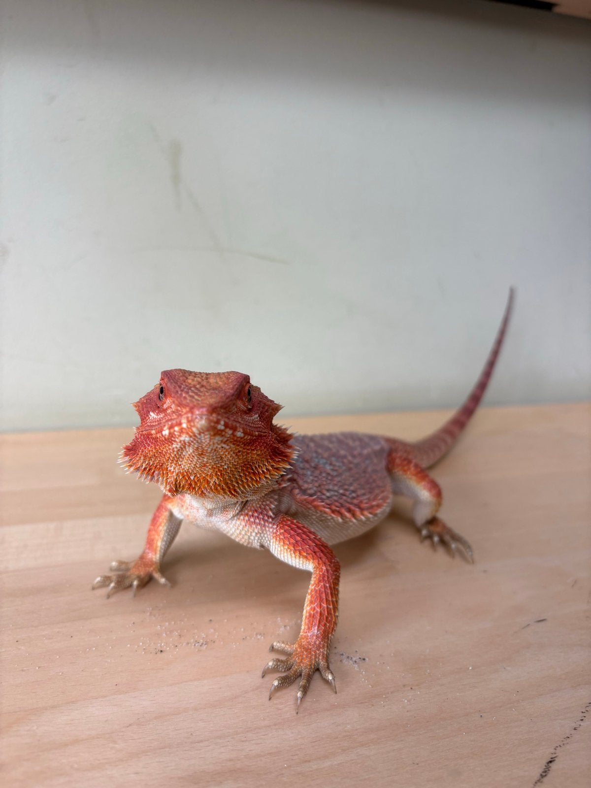 Baardagaam Ginger inclusief terrarium en toebehoren Bearded Dragon photo 4
