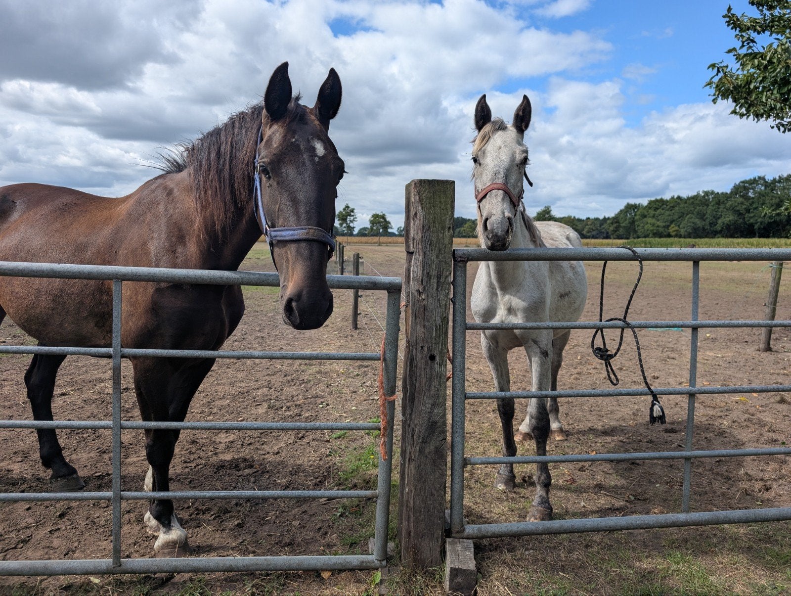 Merries te koop, Dieren en Toebehoren, Paarden, Merrie, Tuigpaard