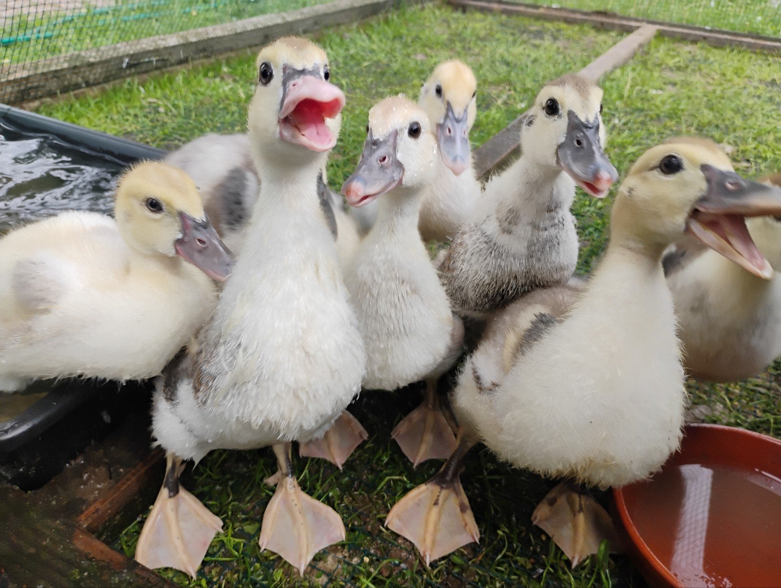 Muskuseenden, Kaapse eenden. 8 voor €40,00, Dieren en Toebehoren, Pluimvee, Meerdere dieren, Eend